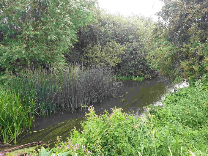 The Thames near Cricklade