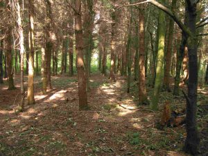 Spruce forest