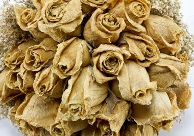 Dried roses
