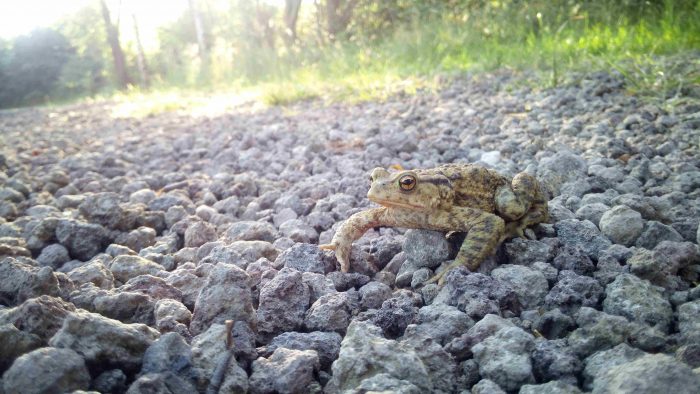 Save Mr Toad! photo by Louis Bronne Save Mr Toad! photo by Louis Bronne