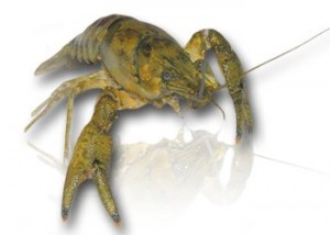 Spinycheek Crayfish Spinycheek Crayfish - a US native.