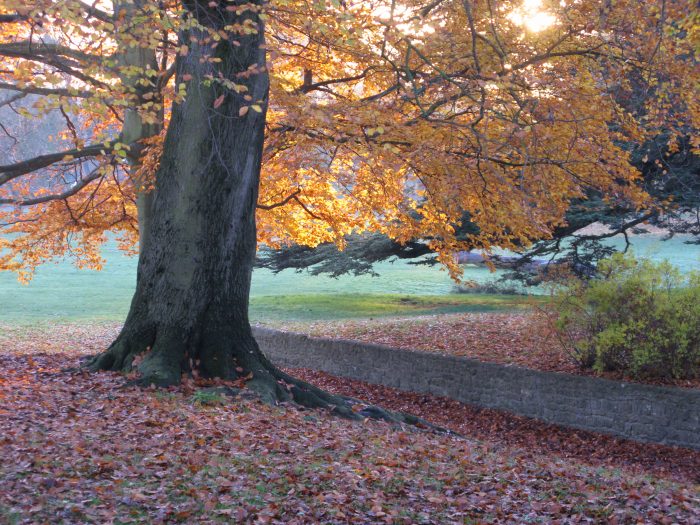 Trees in autumn